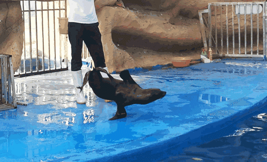 aa181d33d800210cf2d7aef4c9b2cc02.gif